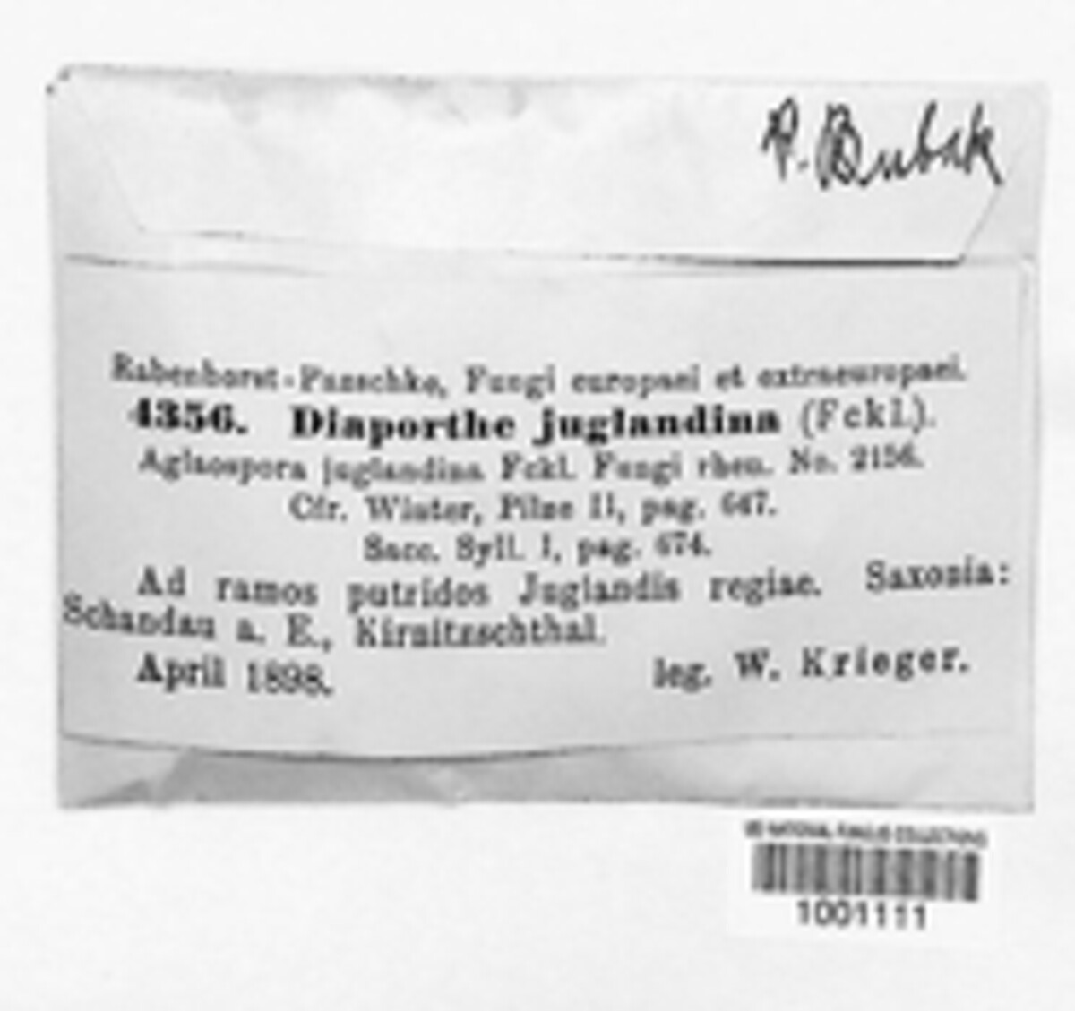 Diaporthe juglandina image